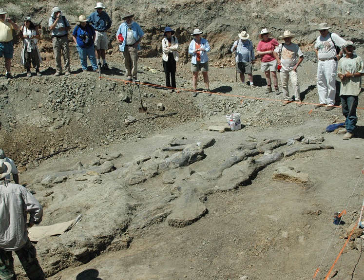 dinosaur bones in dig site